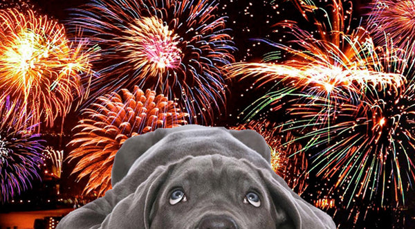 Is your dog scared of fireworks?